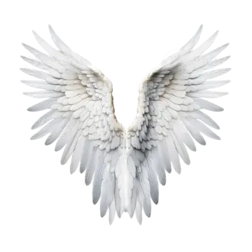 white wings on a white background