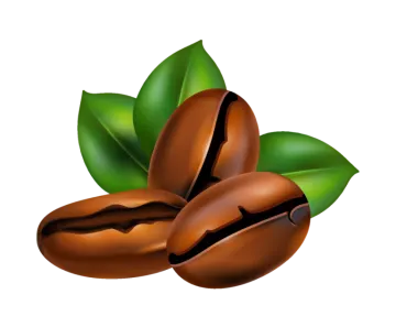 two coffee beans with green leaves