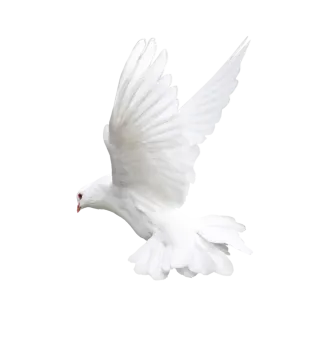 a white bird is flying in the air