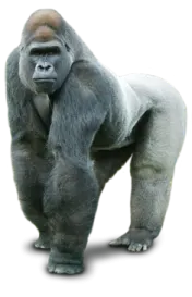 a gorilla standing next to a white background