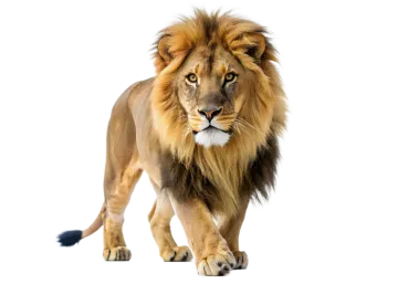 a lion walking on a white background