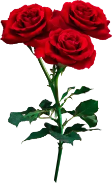 three red roses on a white background