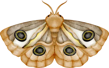a watercolor painting of a moth