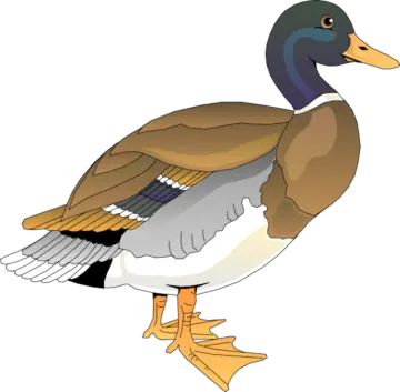 a duck standing on its hinds