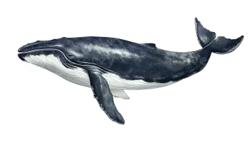 a blue whale swimming in the ocean