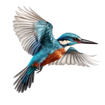 an illustration of a kingfish in flight