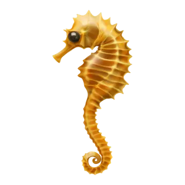 a close up of a sea horse