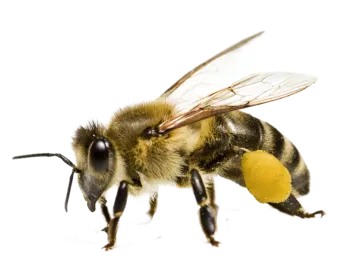 a close up of a bee on a white background