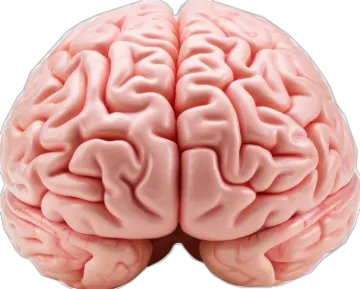 an image of the human brain