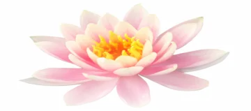 a pink lotus flower on a white background