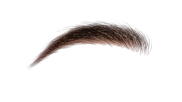 a close up view of a brown eyebrow