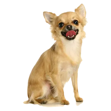 a small dog with its tongue sticking out