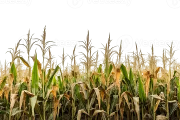 a field of corn on a white background