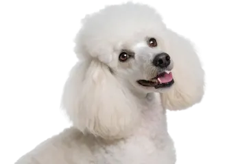 a close up of a white poodle dog