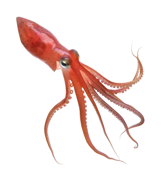 an octopus is standing on a white surface