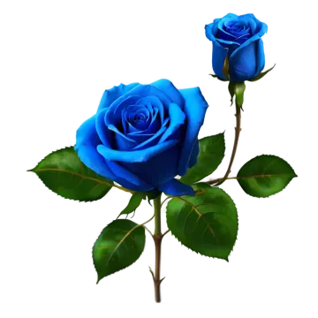 two blue roses on a white background