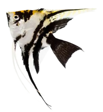 a black and white fish on a white background