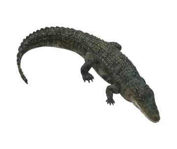 3d rendering of a crocodile isolated on white background