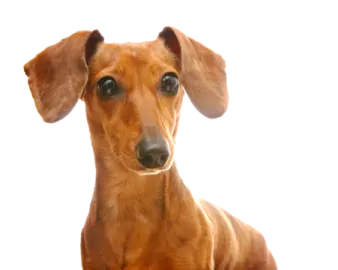 a close up of a dog looking at the camera