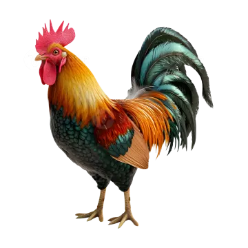 a colorful rooster on a white background