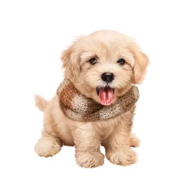 a small dog with its tongue sticking out