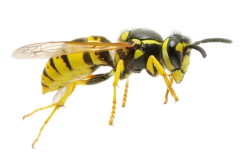 a bee on a white background