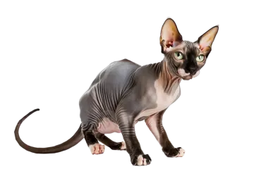 a cat with green eyes on a white background