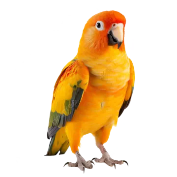 an orange and yellow bird standing on a white background