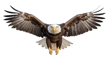 an eagle in flight with its wings spread