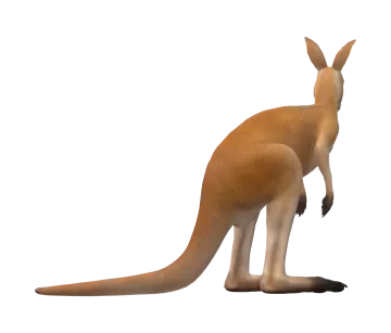a kangaroo is standing on its hind