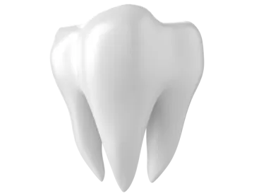 a tooth on a white background