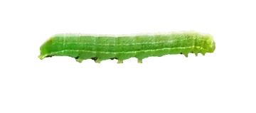 a piece of green algae on a white background