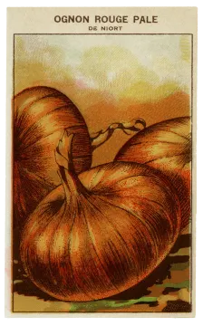 a card with an orange pumpkin on it