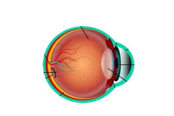 the anatomy of the eye