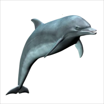 a dolphin jumping in the air on a white background