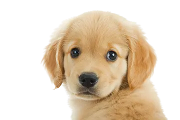 a close up of a puppy looking at the camera