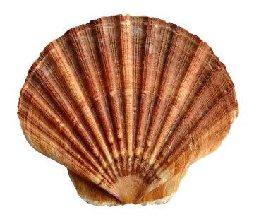 a shell on a white background