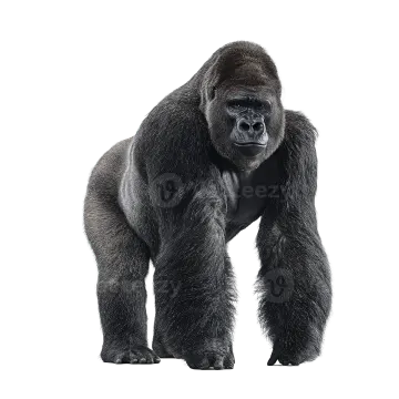 a gorilla standing in front of a white background