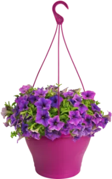 a pink hanging planter with purple flowers