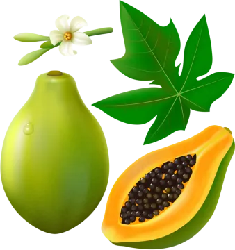 a green fruit with leaves and a flower