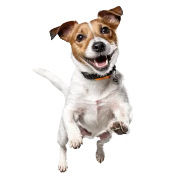 a small brown and white dog jumping in the air