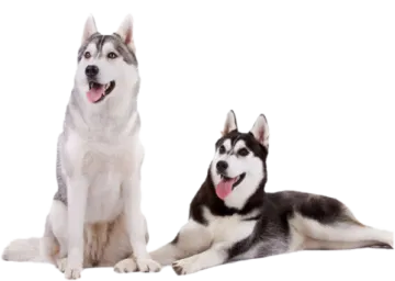 two dogs sitting next to each other dogs