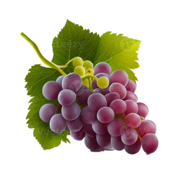 a bunch of grapes on a white background