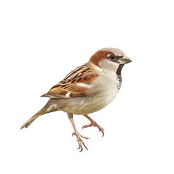 a bird perched on top of a white background