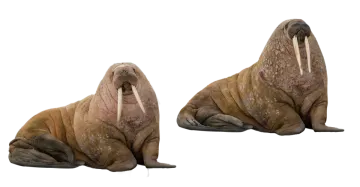 two walins on a white background