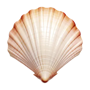a close up of a shell on a white background