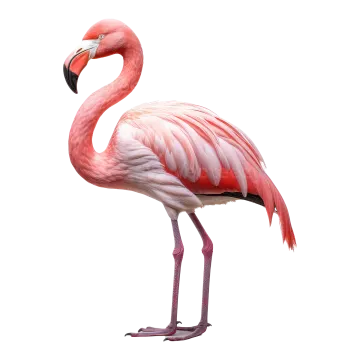 a pink flaming standing on a white background