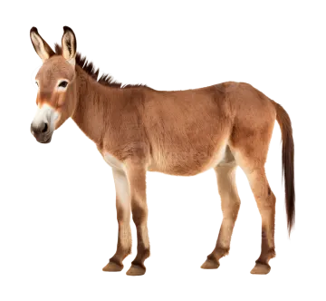 a small donkey standing up against a white background