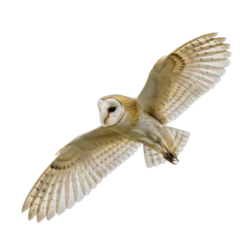 a barn owl flying in the sky