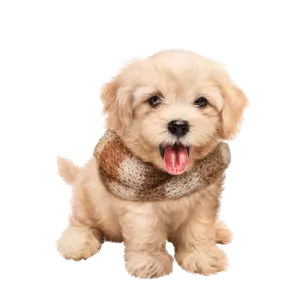 a small dog with its tongue sticking out